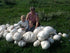 CEMEHA SEEDS Giant Puffball Mushrooms Non GMO for Planting Mycelium Spawn Spores