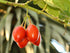 10 Tamarillo, (Tree Tomato), Cyphomandra Betacea, Tree Seeds (Edible Fruit)