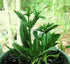 exotic_cactus_collection 200 Culantro Herb Eryngium foetidum recao Edible Latin Cuisine Spice Seed Seeds
