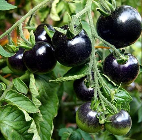 20 Rare Black Tomato Seeds for Planting Around Seeds
