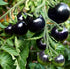20 Rare Black Tomato Seeds for Planting Around Seeds
