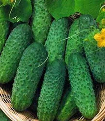 SEEDS4PLANTING F1 45 Seeds Rare Cucumber Titus Days Vine Pickling Vegetable Non GMO