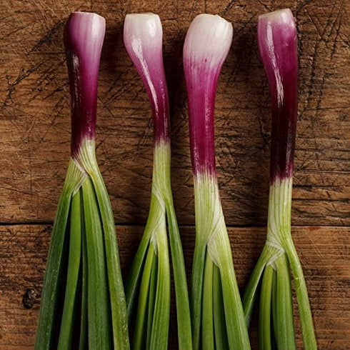 NIKA SEEDS 300 Seeds Vegetable Welsh Onion Red - Seeds
