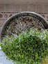 Pack Pack 10 2 packs Variety Sprouting Seeds Broccoli, Alfalfa, Radish, Mung beans & Salad Mix for Sprouts