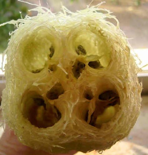 Seedville 25 LUFFA Sponge Gourd (Vegetable Sponge/Smooth Luffa/Sponge Luffa/Climbing Okra/Dishrag Gourd) Luffa Cylindrica
