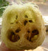 Seedville 25 LUFFA Sponge Gourd (Vegetable Sponge/Smooth Luffa/Sponge Luffa/Climbing Okra/Dishrag Gourd) Luffa Cylindrica