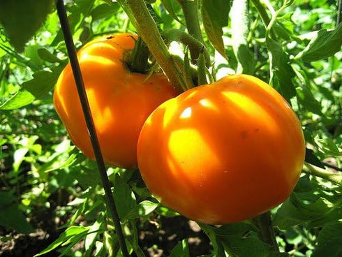 (2) 4" 8" 4" Inch Clovers Garden Golden Jubilee Tomato Plants Two Live Plants Non-GMO - Not Seeds - Each to Tall
