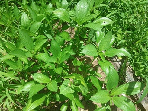 The Clayton Farm 2 Packages of Egyptian Spinach (Rau Day/saluyot/ Molokhia/Jute Seeds) - 50 Seeds