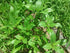 The Clayton Farm 2 Packages of Egyptian Spinach (Rau Day/saluyot/ Molokhia/Jute Seeds) - 50 Seeds