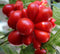 Tomato Travel Voyage Reisetomate Seeds for Planting About 20 Seeds