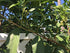 The Clayton Farm 2 Packages 50 Package of Egyptian Spinach (Rau Day/saluyot/ Molokhia/Jute Seeds) - Seeds Per