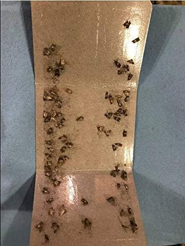Clothing Moth Traps - 11 Count - Eco-Friendly Foldable Moth Control with Pheromone Technology