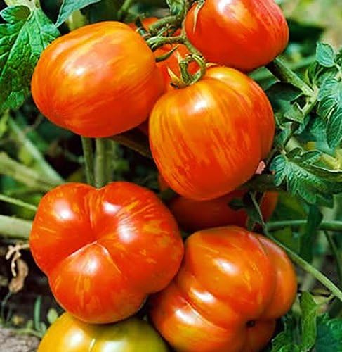 Harley Seeds 30 1-2 LB Giant Mr. Stripey Tomato Seeds, Heirloom Non-GMO, Low Acid, Indeterminate, Open-Pollinated, Rich