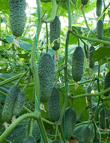 SEEDS4PLANTING F1 45 Seeds Rare Cucumber Titus Days Vine Pickling Vegetable Non GMO