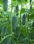 SEEDS4PLANTING F1 45 Seeds Rare Cucumber Titus Days Vine Pickling Vegetable Non GMO