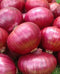 Seed Kingdom Onion RED Creole Great Heirloom Vegetable By Bulk 1/4 Lb Seeds