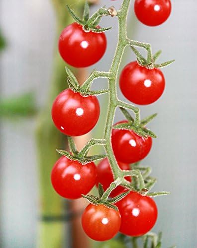 Harley Seeds 30 Sweet Pea Currant Tomato Seeds, Heirloom Non GMO, Extra Sweet and Heavy Yielding, Low Acid