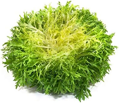 SeedsUA Seeds Endive Lettuce Yellow Heart Curly Frisee Chicory for Salad Vegetable Garden Heirloom for Planting Non GMO