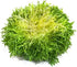 SeedsUA Seeds Endive Lettuce Yellow Heart Curly Frisee Chicory for Salad Vegetable Garden Heirloom for Planting Non GMO