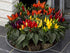 CEMEHA SEEDS Seeds Rare Pepper Ornamental Dwarf Mix Vegetable Indoor Heirloom Organic Non-GMO