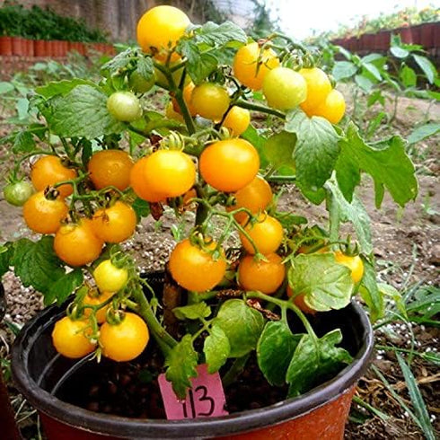 50+ Yellow Balcony Tomato Seeds Seeds for Planting Indoors and Outdoors
