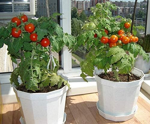 SeedsUA Seeds Indoor Tomato Dwarf in Pot Red Early Heirloom Vegetable for Planting Non GMO