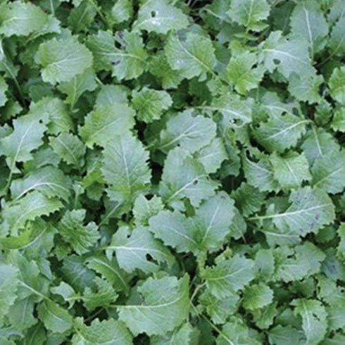 Dwarf Essex Rape Seed Tasting(1000 A Cross Between a Turnip and a Kale - Great - Seeds)