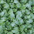 Dwarf Essex Rape Seed Tasting(1000 A Cross Between a Turnip and a Kale - Great - Seeds)