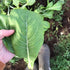 Generic 500 1 Komatsuna Tendergreen Spinach Mustard Seeds for Planting Heirloom Non GMO gram of Seeds Garden Vegetable
