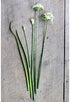 (1.5g) 90% Gaea's Blessing Seeds - Garlic Chives Seeds Non-GMO High Yield Open-Pollinated Heirloom Chinese Leek