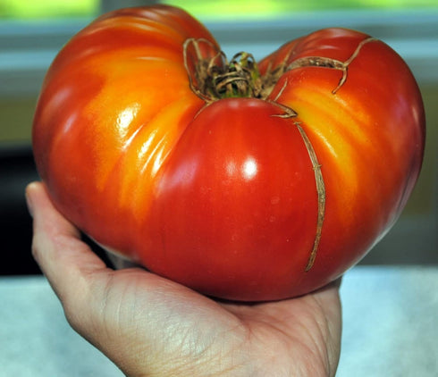 KIRA SEEDS Seeds Red Giant Beefsteak Tomato - Heirloom Vegetable - GMO Free