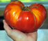 KIRA SEEDS Seeds Red Giant Beefsteak Tomato - Heirloom Vegetable - GMO Free