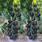 VAACNEE MOCCUROD 30pcs European Black Cherry Tomatoes Seeds Sweet Tasty Heirloom Non-GMO Rare