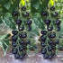 VAACNEE MOCCUROD 30pcs European Black Cherry Tomatoes Seeds Sweet Tasty Heirloom Non-GMO Rare