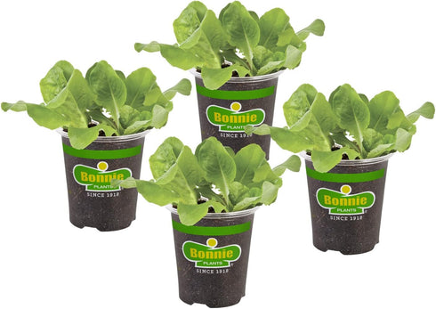 Bonnie Plants Buttercrunch Lettuce 19.3 oz. 4-pack