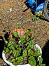 Harley Seeds 30 Malabar Red Stem Spinach Seeds Herb Heirloom Non-GMO Phooi Leaf, Red Vine, Alugbati, Vietnamese, from