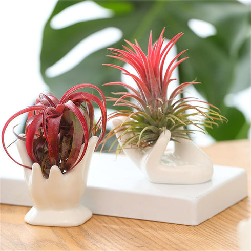 ourhommie Air Plant Holder Cute Ceramic Mini Hand Shape Stand Airplants Tillandsia Small Container Pot Plant Decorative