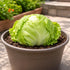 Sunutri Seeds Crisphead Iceberg Lettuce Seeds Compact Round Heads with Crisp Texture for Home Gardens, Raised Beds