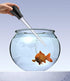 Long Turkey Basters for Cooking, Measurements, Blue and Black Color, Only for Room Temperature Liquids