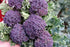 500+ Packet, 85% Purple Sprouting Broccoli Seeds, Heirloom Seeds Per (Isla's Garden Seeds), Non GMO Seeds, Botanical
