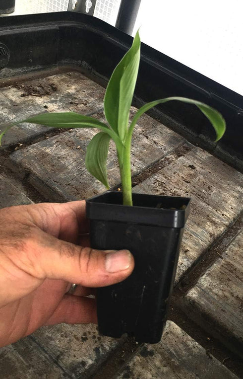 LEGENDARY-YES Grand Nain Chiquita Banana Tree - Live Dwarf Banana Plant