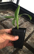 LEGENDARY-YES Grand Nain Chiquita Banana Tree - Live Dwarf Banana Plant