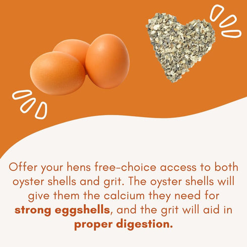 Revolutionary Chicken Chicken Oyster Shell Feeder and Grit Feeder Combo