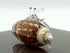 Sea Shell Seashell Hermit Crab Conch Tiny Miniature Figurines Beach Animals Hand Blown Glass Art Natural Collectible