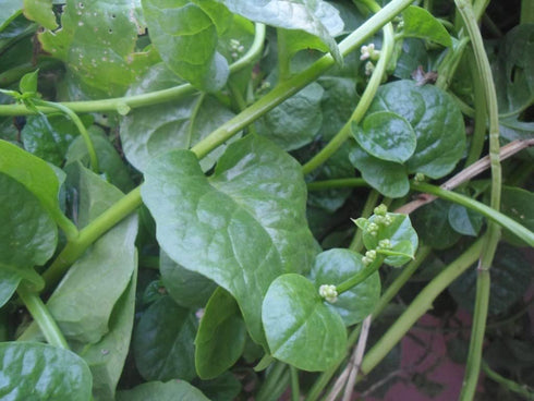 93% Gaea's Blessing Seeds - Malabar Spinach Seeds - Non-GMO Seeds with Easy to Follow Planting Instructions - Heirloom