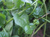 93% Gaea's Blessing Seeds - Malabar Spinach Seeds - Non-GMO Seeds with Easy to Follow Planting Instructions - Heirloom