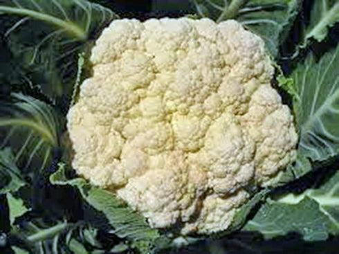 25 Cauliflower Seed, Snowball Y, Heirloom, Non GMO, Seeds, Large, Delicious and Healthy