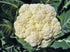 25 Cauliflower Seed, Snowball Y, Heirloom, Non GMO, Seeds, Large, Delicious and Healthy