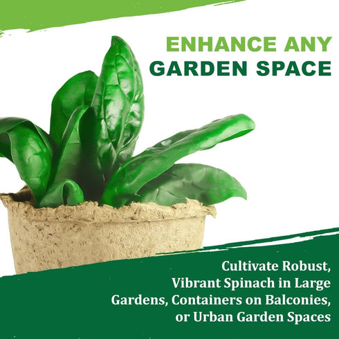 320+ TKE Farms & Gardens - Bloomsdale Spinach Seeds for Planting, Heirloom Non-GMO Seeds, Cold-Hardy & Long Standing