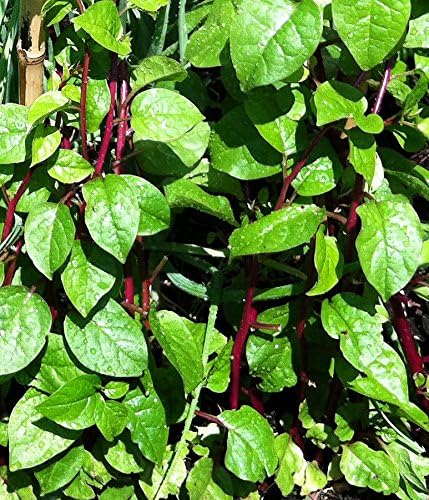 Harley Seeds 30 Malabar Red Stem Spinach Seeds Herb Heirloom Non-GMO Phooi Leaf, Red Vine, Alugbati, Vietnamese, from